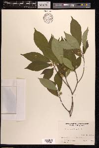Ficus variolosa image