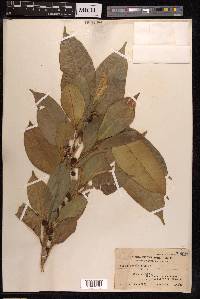 Ficus subulata image