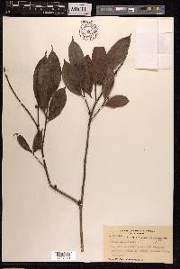 Ficus subulata image