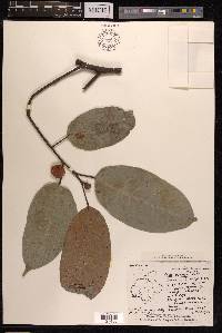 Ficus nervosa image