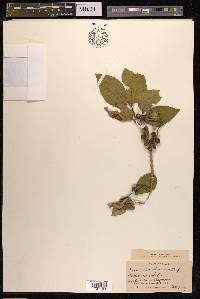 Ficus tinctoria image