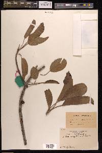 Ficus virens image