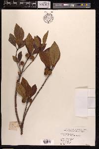 Ficus nervosa image