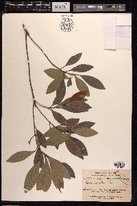 Ficus variolosa image