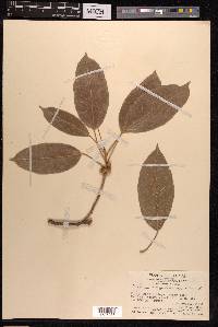 Ficus virens image