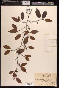 Ficus sarmentosa image