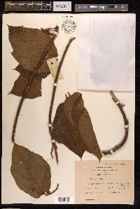 Ficus hirta image