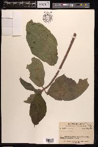 Ficus hispida image