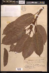 Ficus virens image