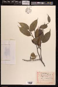 Ficus sarmentosa image