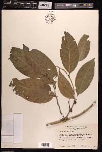 Ficus subulata image