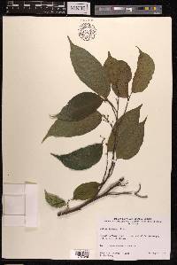 Ficus ampelas image