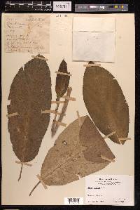 Ficus hispida image
