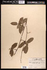 Malaisia scandens image