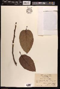 Ficus sagittata image
