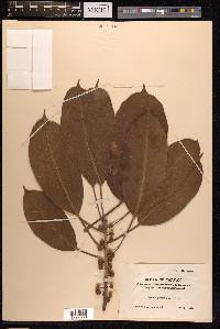 Ficus virens image