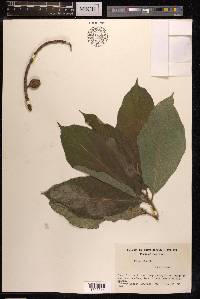 Ficus hispida image