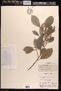 Ficus microcarpa image