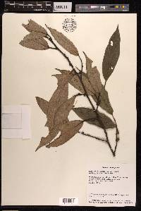 Ficus sarmentosa image