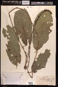 Ficus hispida image