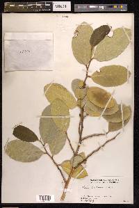 Ficus tinctoria image