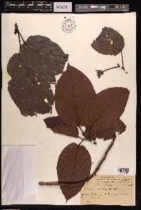 Ficus variegata image