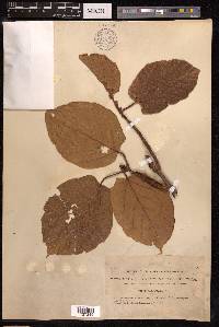 Ficus variegata image