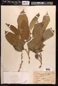 Ficus subulata image