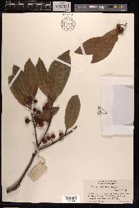 Ficus nervosa image