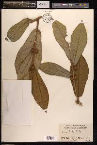Ficus hirta image