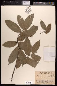 Malaisia scandens image