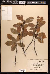 Ficus thonningii image