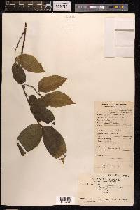 Ficus ampelas image