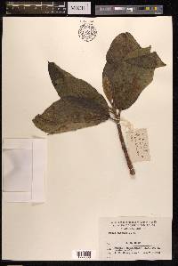 Ficus hispida image