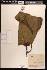 Ficus septica image