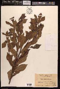 Ficus pandurata image