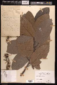Ficus hispida image