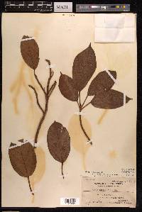 Ficus variegata image