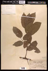 Malaisia scandens image