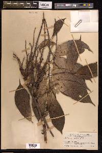 Ficus ribes image
