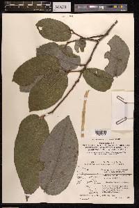 Ficus trachypison image