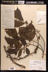 Ficus ribes image