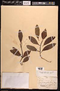 Ficus variolosa image