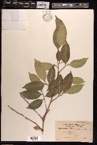 Ficus subulata image
