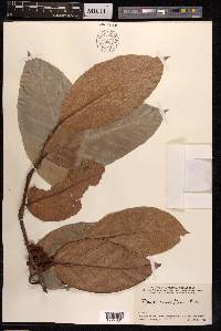 Ficus sagittata image