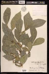 Ficus tinctoria subsp. gibbosa image