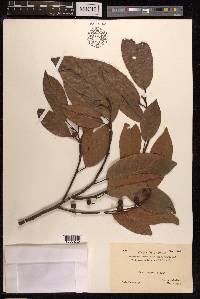 Ficus nervosa image