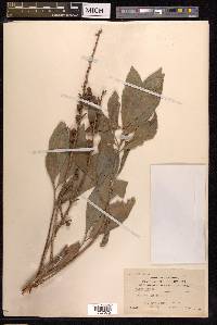 Ficus ribes image