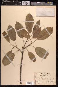 Ficus virens image