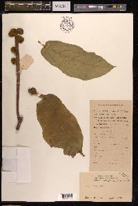 Ficus hirta image
